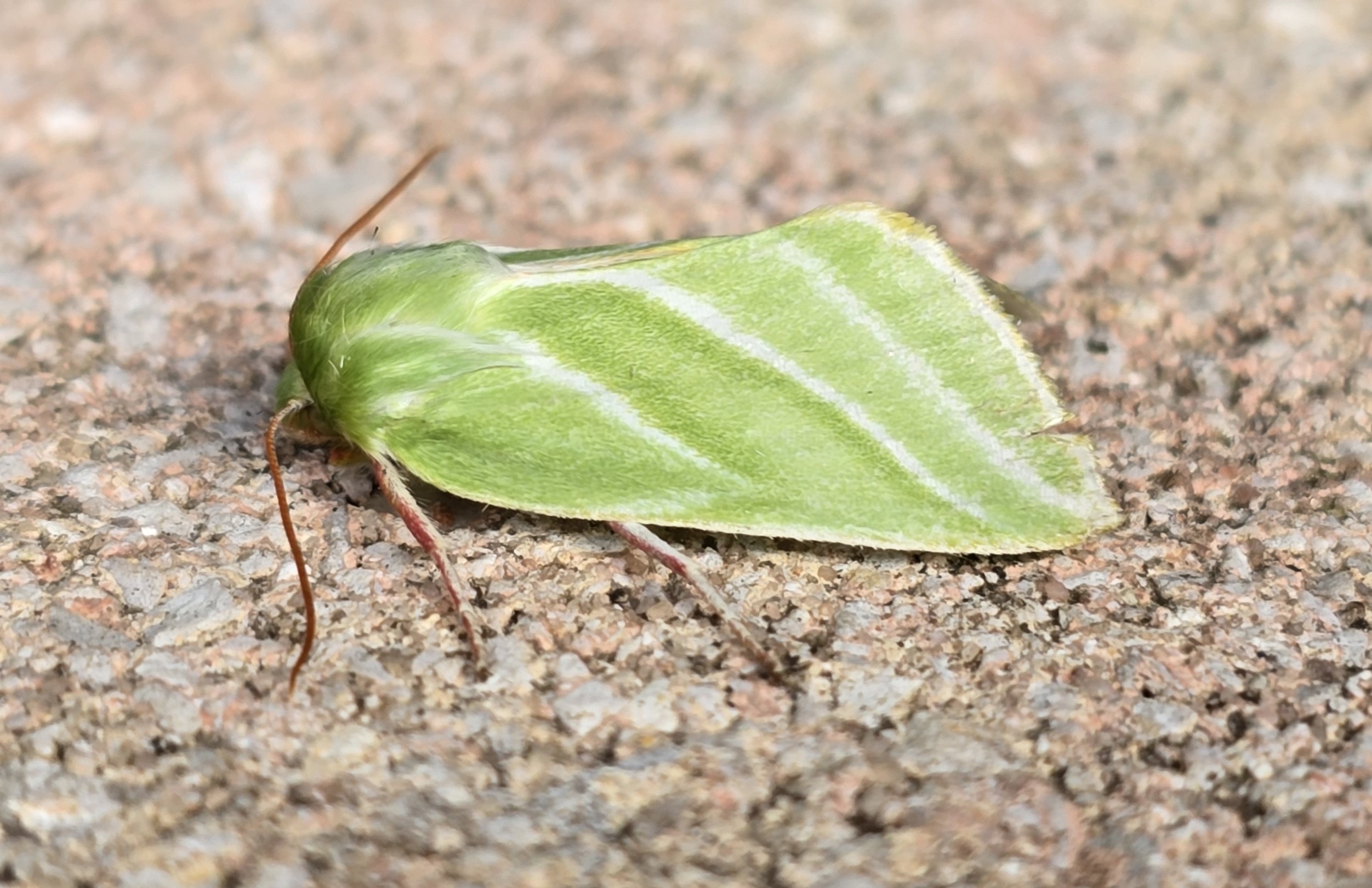 **Green Silver-lines (Pseudoips prasinana)**. Not a species I've had the pleasure of encountering in the UK but so getting a second while out here in France was a treat. Apparently the iridescent silver lines may help confuse predators by disrupting the moth's outline in moonlight.
